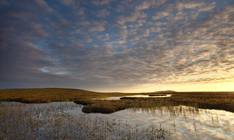Bogbean growing on a bog peatland at dawn