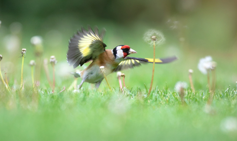 goldfinch