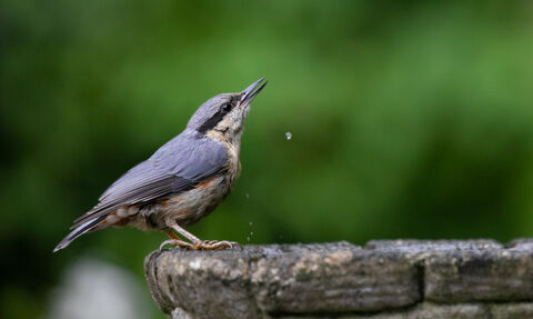 Two birds sitting at opposite sides of a bird bath, after clearly having taken a drink 