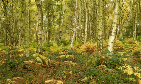 Birch woodland in autumn