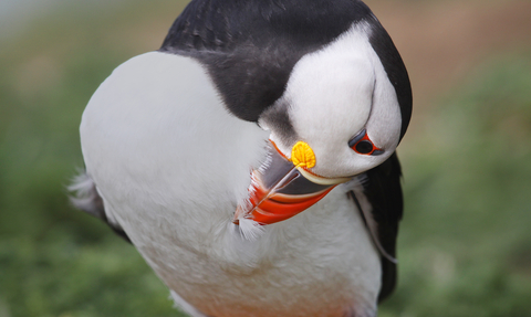 Puffin preening 