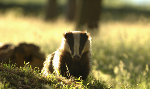 Badger © Andrew Parkinson/2020VISION