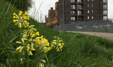 Flats and green space © Tom Hibbert