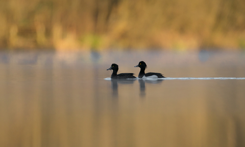 Tufted ducks