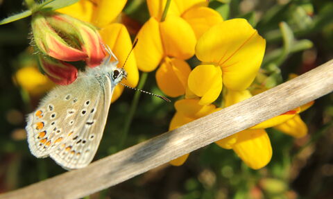Common Blue butterfly