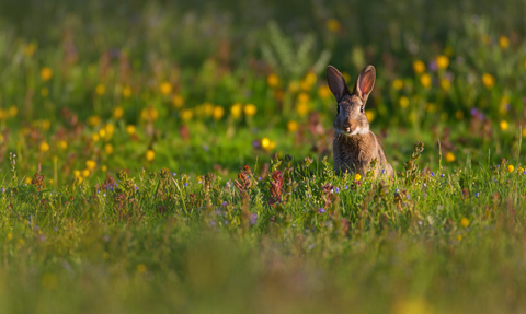 Rabbit