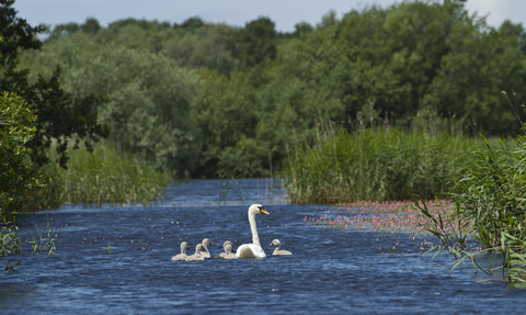 Swans in Channel