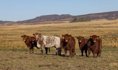 A group of Luing heifers stood on a grassland. The cattle are mostly brown, with one being white and brown. An expanse of open land is behind them, leading to distant hills under a clear blue sky