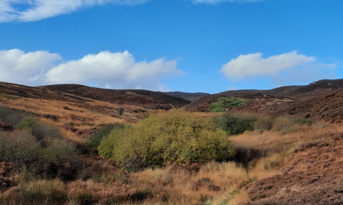 rolling hills covered in brown and green vegetation. The sky above is bright blue with scattered white clouds. In the foreground, tall grasses and shrubs mix with a small path winding through the vegetation. The middle ground features dense shrubbery and bushes