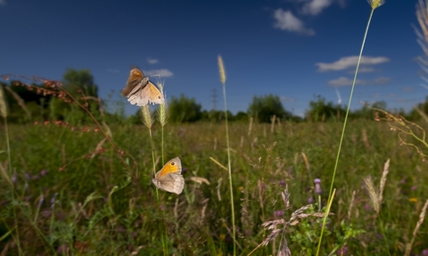 Two meadow brown butterflies fluttering above a grassy meadow. The butterflies are brown and orange with a black spot on the tip of their wings. A dark blue sky behind them.