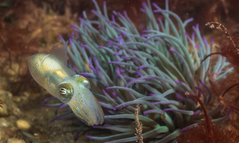 A little cuttlefish, it's transluscent skin glowing