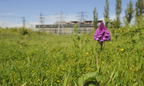 A pyramidal orchid, a purple flower with a cone shape, growing in a green field, a building a powerlines in the background blurred out