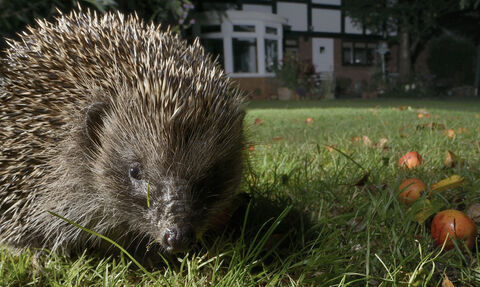 A close up of a hedgehog foraging on a lawn at night