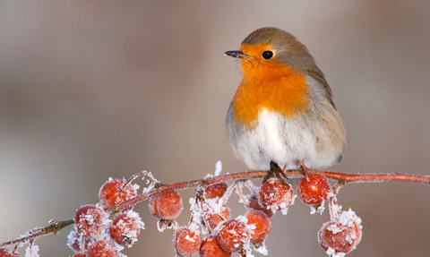 A curious robin sits on a branch of frost covered red berries