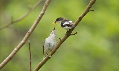 A male and female pied flycatchers sitting on a branch, the male is holding grubs in his beak and the female is reaching to take one