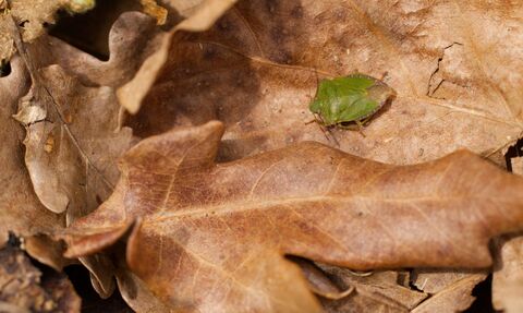 A green shieldbug standing amongst brown, fallen leaves. It's a shield-shaped green bug