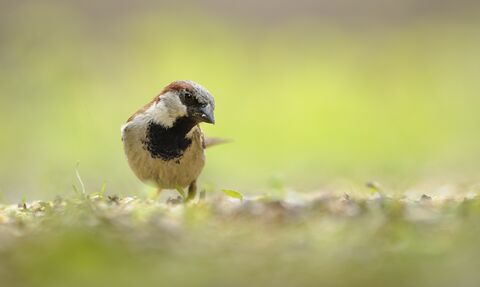 House Sparrow (Passer domesticus) Foraging for food in early summer. Perthshire, Scotland