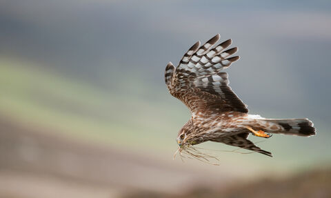 Hen harrier carrying nesting materials midflight © Mark Hamblin/2020VISION