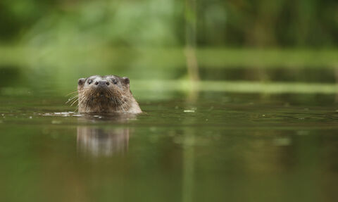 An otter popping its head up out of a river, with greenery visible, blurry in the background and in the reflection off the water