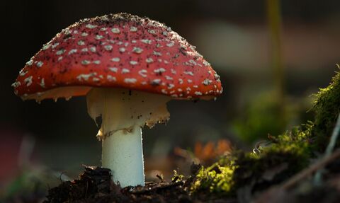 Large red and white fly agaric mushroom growing out of a woodland floor