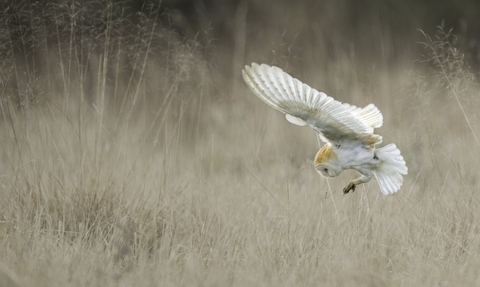 Barn Owl (Tyto alba) swooping onto mouse UK