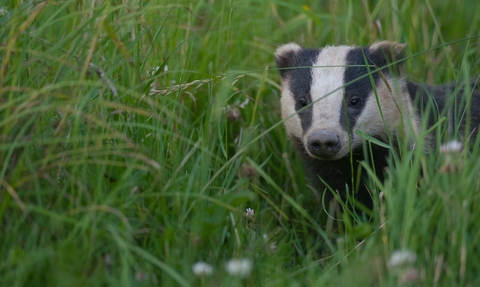 badger