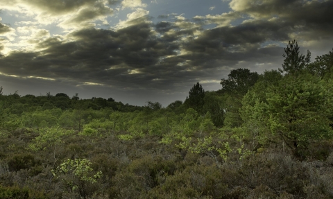 Ballynahone Bog at dusk