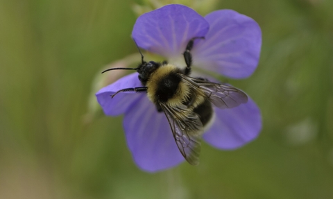 Garden bumblebee