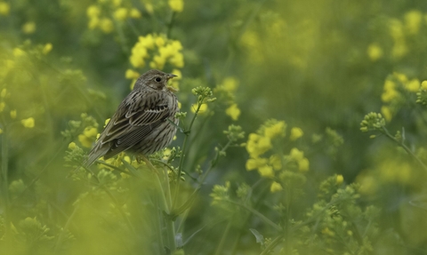 Corn bunting (Milaria calandra) singing in oilseed rape crop at an arable farm in Hertfordshire. April 2011. - Chris Gomersall/2020VISION