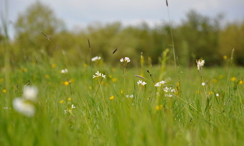 Flowers in grassland