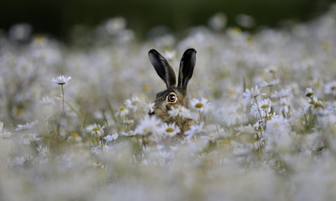 Brown Hare Lepus europaeus in Ox-eye Daisies Norfolk summer