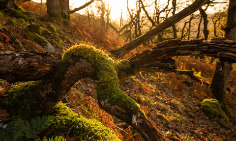 A shaft of sunlight filters through the canopy of a UK rainforest, lighting up a vibrant green patch of moss growing on a piece of dead wood