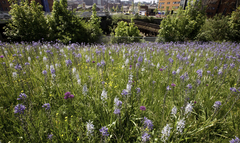 Urban purple wildflowers