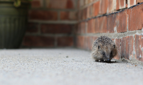 Hedgehog