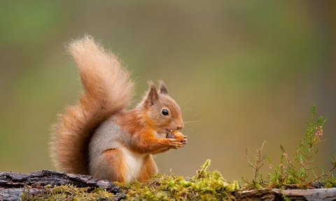 Red squirrel (Sciurus vulgaris) Scotland, November