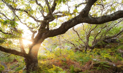 Atlantic oak wood, Achduart, Sutherland, Scotland