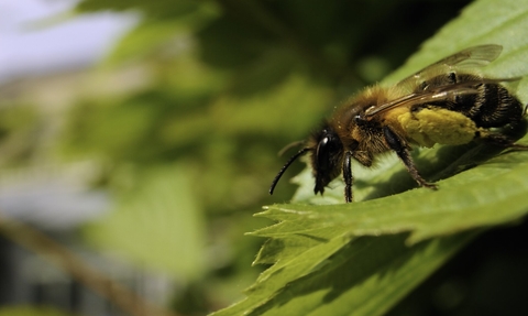 bee female Andrena scotica sunbasking on a garden hedge leaf, with well loaded pollen sacs, Wiltshire, UK, April. - Nick Upton/2020VISION