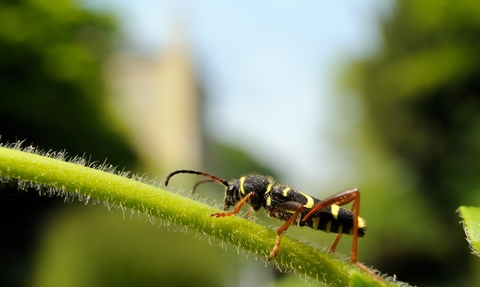 Wasp beetle (Clytus arietis), walking on stem of Japanese honeysuckle (Lonicera japonica)