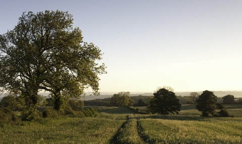 Early Oat Fields, Haregill Lodge Farm, Ellingstring, North Yorkshire 