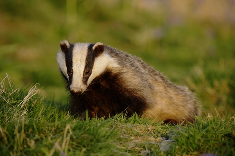 European badger | The Wildlife Trusts