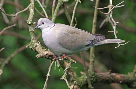 Collared Dove UK: Identification, Food, Nesting & Facts | Ark Wildlife -  Ark Wildlife UK