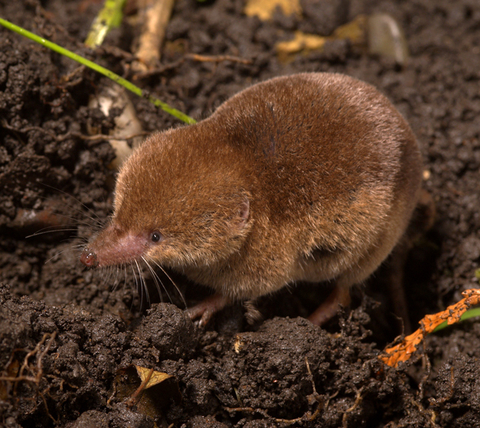 Common shrew | The Wildlife Trusts Common shrew | The Wildlife Trusts