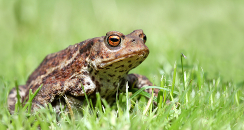 Common toad | The Wildlife Trusts