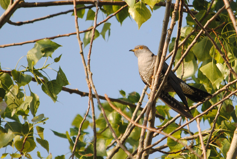Cuckoo | The Wildlife Trusts