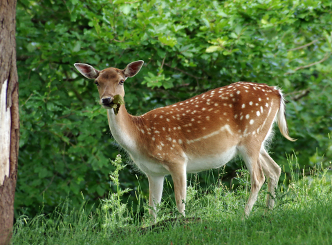 Fallow deer | The Wildlife Trusts