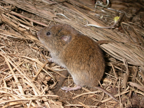 Field vole | The Wildlife Trusts
