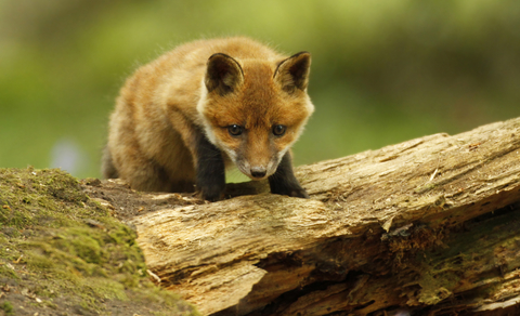 red fox habitat