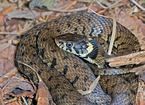 A Grass Snake Plays Dead on a Cold Autumn Day