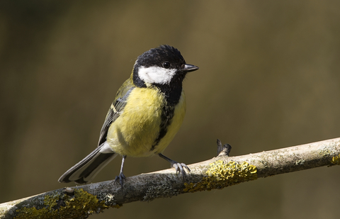 Guide to tit species in the UK: how to identify and where to see