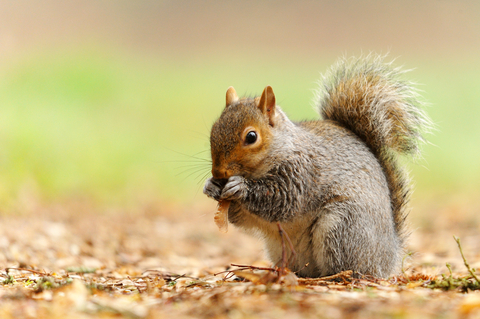 Grey Squirrel The Wildlife Trusts